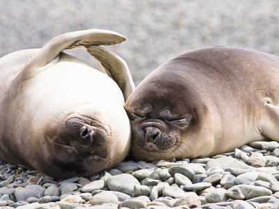 Сотрудники зоопарка выпустили в море двух спасённых тюленей